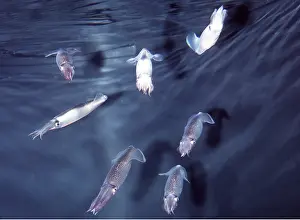 Ken Lucas: MARKET SQUID - SMALL GROUP, Opalescent