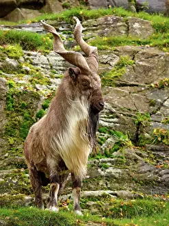 Chin: Markhor Goat