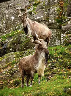 Chin: Markhor Goat