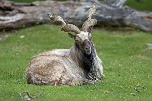 Falconeri: Markor / Wild Goat
