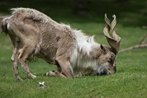Falconeri: Markor / Wild Goat