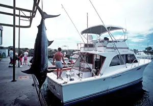 Anglers: Marlin - hanging by fishing boat