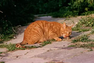 Marmalade: Marmalade Cat - eating mouse