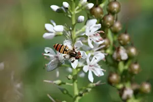 Episyrphus: Marmalade Fly