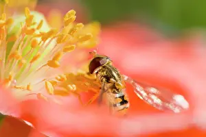 Episyrphus: Marmalade / Hover Fly