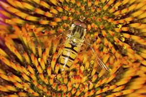 Episyrphus: Marmalade Hover Fly - on Echinacea Flower