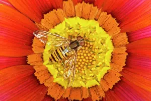 Gazania: Marmalade Hover Fly - on Gazania flower