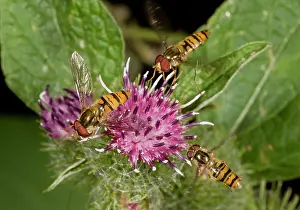 Hoverflies: Marmalade Hoverflies - feeding at Burdock flower