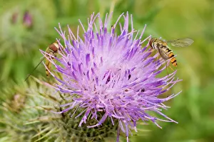Episyrphus: Marmalade Hoverflies - feeding on thistle flower
