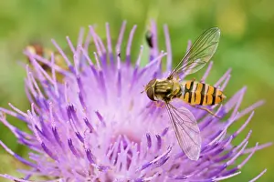 Episyrphus: Marmalade Hoverflies - feeding on thistle flower