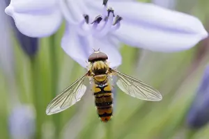 Hoverflies: Marmalade Hoverfly - on Agapanthus Flower Episyrphus