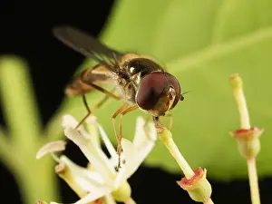 Episyrphus: Marmalade Hoverfly (Episyrphus balteatus) drink