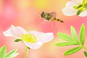 Episyrphus: Marmalade hoverfly (Episyrphus balteatus ) flies