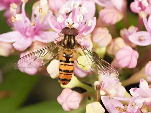 Episyrphus: Marmalade Hoverfly (Episyrphus balteatus) sitti