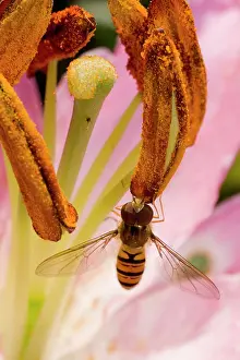 Episyrphus: Marmalade Hoverfly - feeding on lily flower