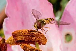 Episyrphus: Marmalade Hoverfly - feeding on lily flower