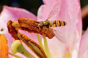 Marmalade: Marmalade Hoverfly - feeding on lily flower
