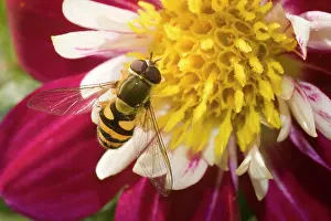 Episyrphus: Marmalade Hoverfly - on flower