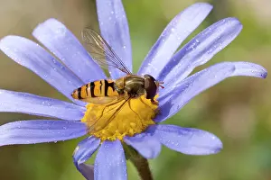 Episyrphus: Marmalade Hoverfly / Fly - (Syrphidae family) - on flower
