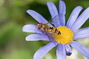 Hoverflies: Marmalade Hoverfly / Fly - (Syrphidae family) - on flower