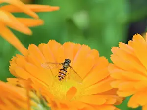 Calendula: Marmalade hoverfly resting on calendula flowers