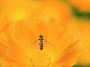 Calendula: Marmalade hoverfly resting on calendula flowers