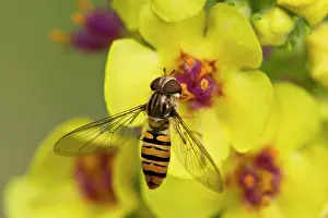 Episyrphus: Marmelade Fly (Episyrphus balteatus) female in Dark