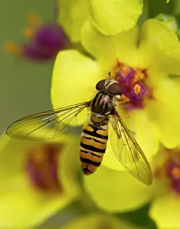 Episyrphus: Marmelade Fly (Episyrphus balteatus) female in Dark