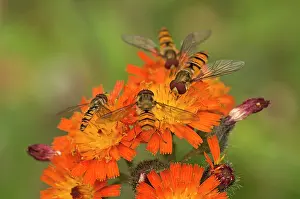 Episyrphus: Marmelade Fly (Episyrphus balteatus) in Orange Hawkweed