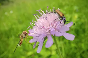 Longhorn: Marmelade hoverfly - adult hoverfly and Longhorn beetle gath