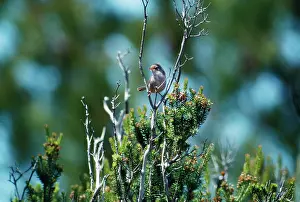 Sarda: MarmoraIs WARBLER - juvenile, perched in tree fork