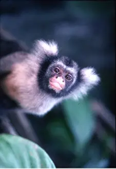 Marmoset: MARMOSET close-up