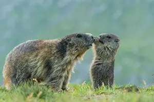Heiligenblut: Marmot, Heiligenblut, Carinthia, Austria, Europe