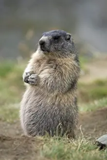 Marmot: Marmot (Marmota marmota) stands in a meadow, Gro&, x7e7;lockn