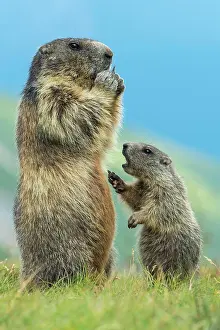 Marmot: Marmot (Marmota marmota) with young in the Alps