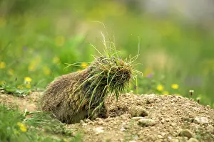 Lair: Marmot (Marmota) with tufts of grass, Arlberg Pass