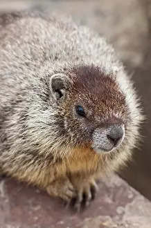 Marmot: Marmot at Palouse Falls State Park