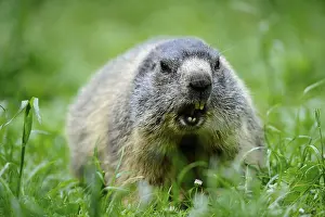 Marmot: Marmot sitting in the grass with an attentive look in
