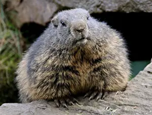Xerinae: Marmot on a stone in spring