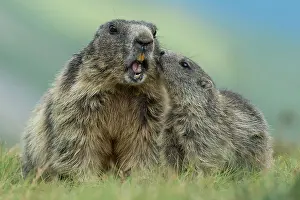 Heiligenblut: Marmot with young ( Marmot) animal, Alps, Hohe Tauern
