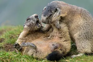 Marmot: Marmots (Marmota marmota) mating in the Alps, Hohe
