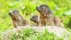 Berchtesgaden: Marmots (Marmota) sit at their den, Berchtesgaden