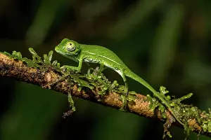 Calumma: Marojejy chameleon (Calumma marojezense), Marojejy