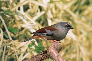 Accentor: Maroon-backed Accentor