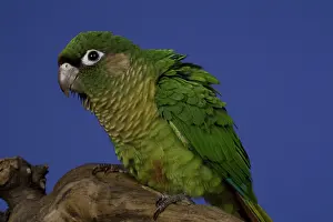 Frontalis: Maroon-Bellied Conure