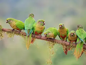 Eared: Maroon Bellied Parakeet flock Pyrrhura frontalis
