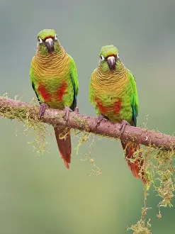 Eared: Maroon Bellied Parakeet pair Pyrrhura frontalis