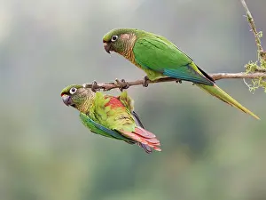 Eared: Maroon Bellied Parakeet Pyrrhura frontalis Atlantic