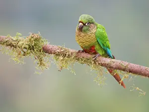 Eared: Maroon Bellied Parakeet Pyrrhura frontalis Atlantic