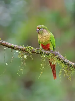 Eared: Maroon Bellied Parakeet Pyrrhura frontalis Atlantic